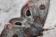 Carthaea saturnioides