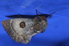 Carthaea saturnioides