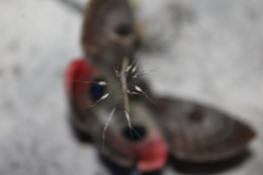 Carthaea saturnioides