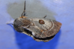 Carthaea saturnioides