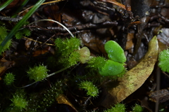 Corybas walliae