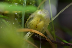Corybas walliae