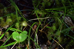 Corybas walliae