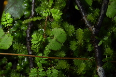 Corybas walliae