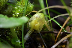 Corybas walliae