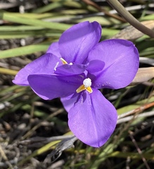 Patersonia juncea