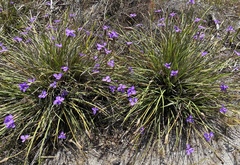 Patersonia juncea