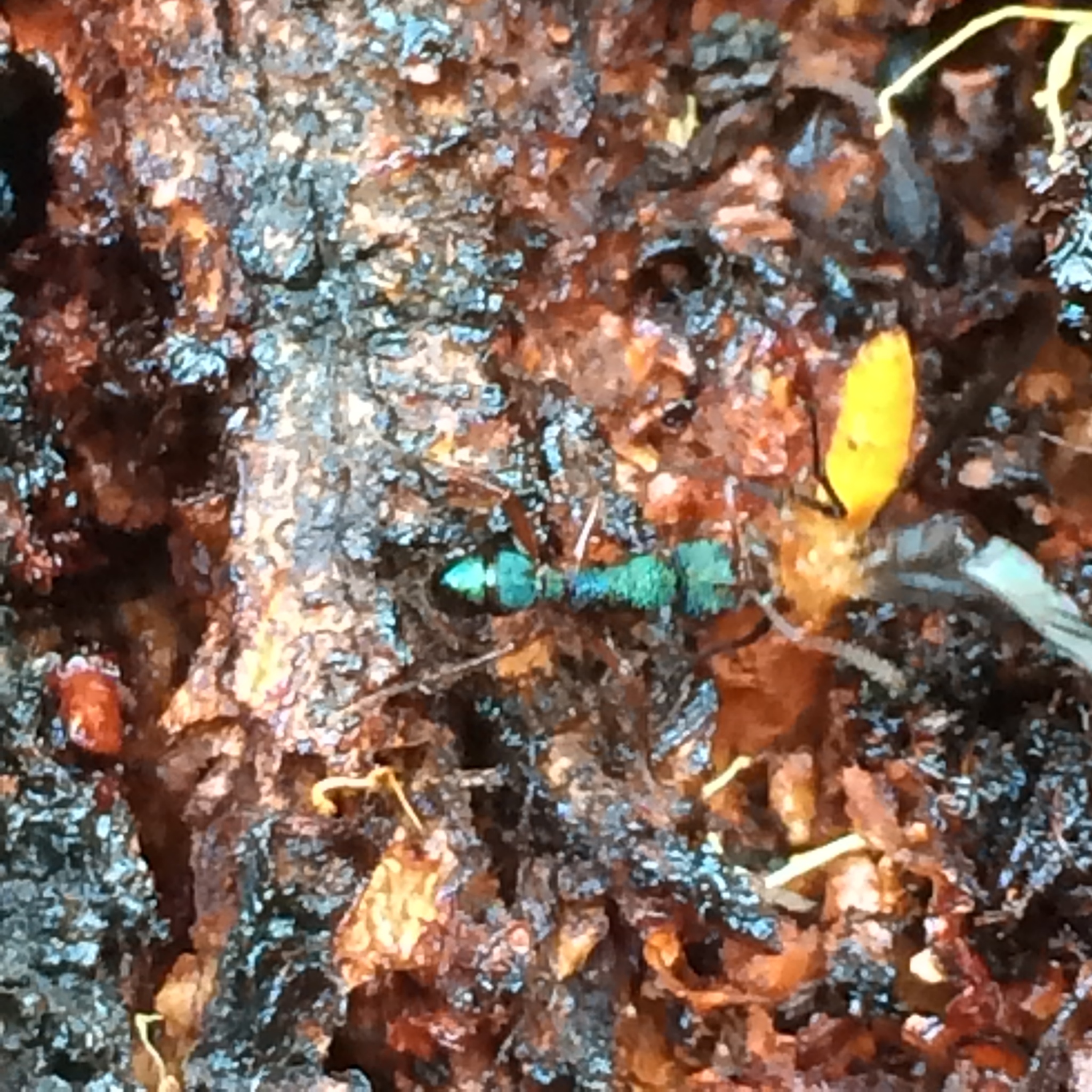 Rhytidoponera aspera