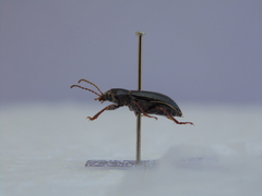 Helopini