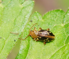 Chalcolampra pustulata