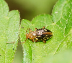 Chalcolampra pustulata