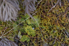 Crocodia rubella