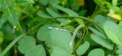 Agriocnemis pieris