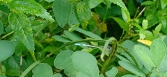 Agriocnemis pieris