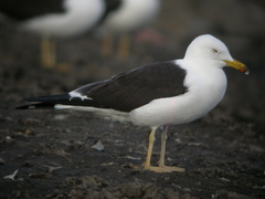 Larus fuscus fuscus