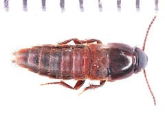 Amblyopinus