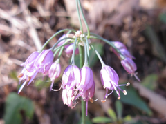 Allium thunbergii