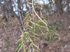 Juniperus rigida