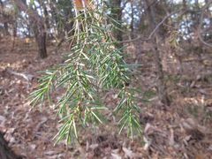 Juniperus rigida
