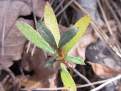 Rhododendron yedoense