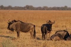 Connochaetes taurinus