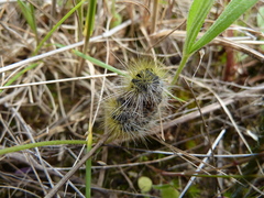 Thaumetopoea herculeana