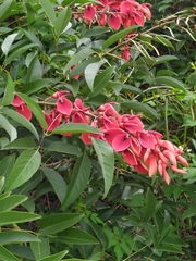 Erythrina crista-galli