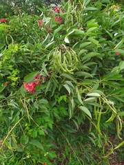 Erythrina crista-galli