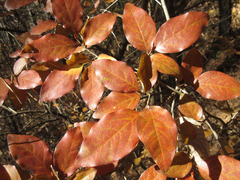 Lindera glauca