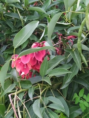 Erythrina crista-galli