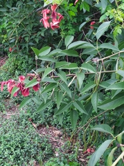 Erythrina crista-galli