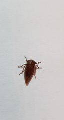 Rhytidodus