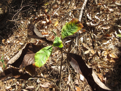 Magnolia obovata