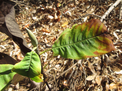 Magnolia obovata