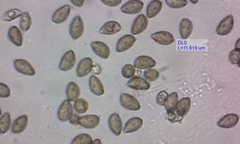 Hebeloma laterinum