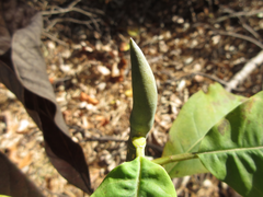 Magnolia obovata