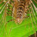 Long-legged Centipede - Photo (c) venus5026, some rights reserved (CC BY-NC), uploaded by venus5026