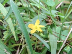 Hypericum japonicum
