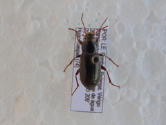 Helopini