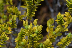 Pimelea buxifolia