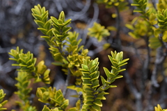 Pimelea buxifolia