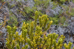 Pimelea buxifolia