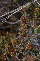 Epacris alpina
