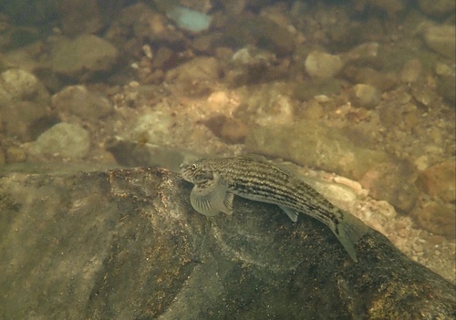 Loach goby (Rhyacichthys aspro) — Rhyacichthyidae