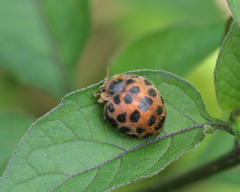 Henosepilachna vigintisexpunctata