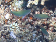 Pseudanthias huchtii