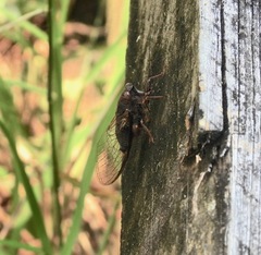 Birrima varians