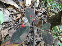 Ardisia mamillata