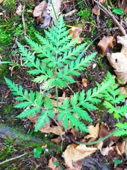 Chaerophyllum villarsii