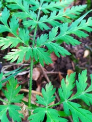 Chaerophyllum villarsii